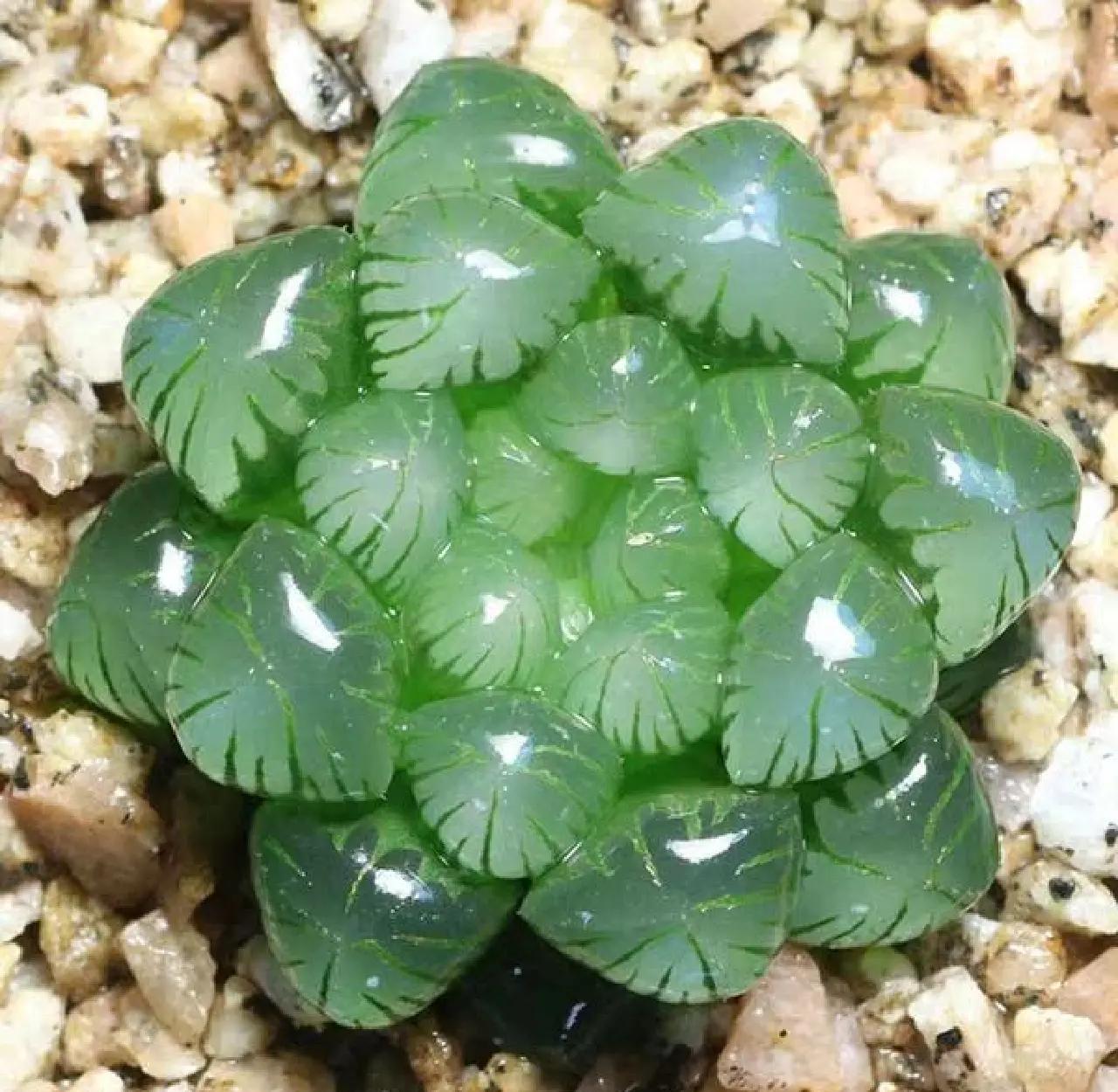 玉露的花语和寓意